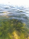 sea Ã¢â¬â¹Ã¢â¬â¹plants and baby fish on the beach